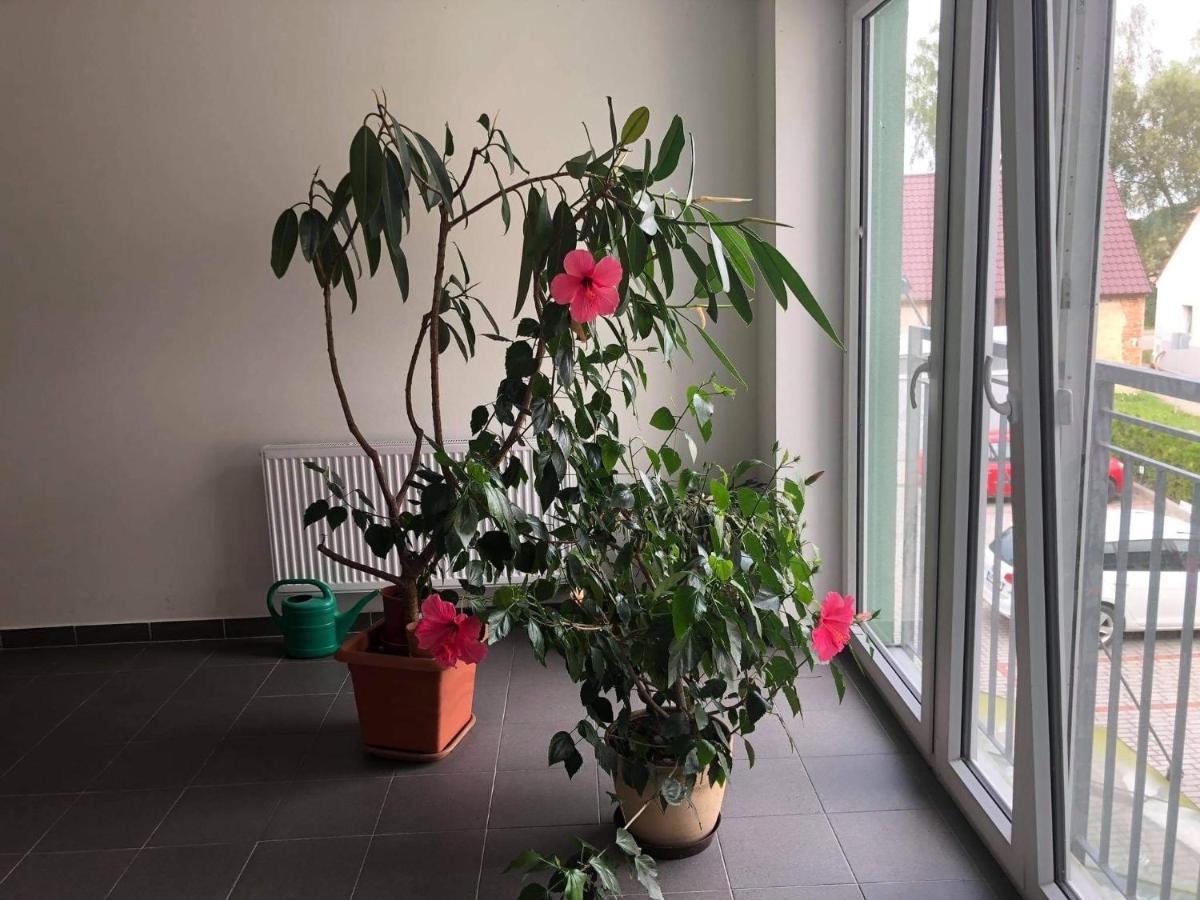 Apartman Na Lukach - Kopretina Třeboň Eksteriør billede